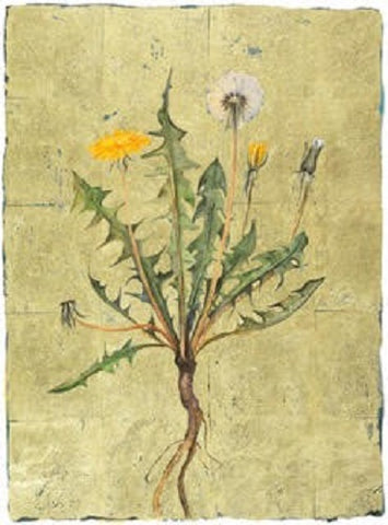 JACKIE MORRIS - JM8029 - Lost Words - Signed Limited Edition Print - Dandelion - 51/145